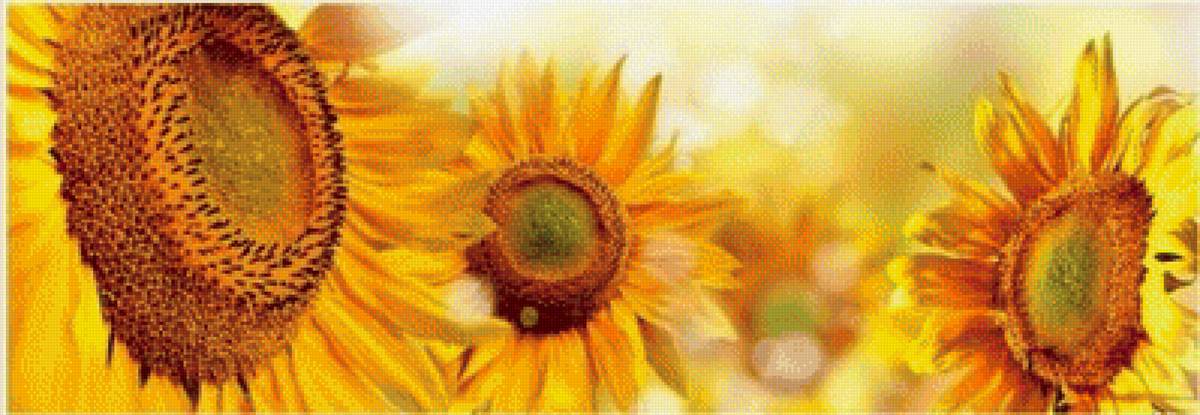 подсолнухи - предпросмотр