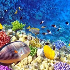 Схема вышивки «радуга на рифе»