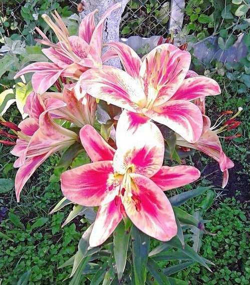 лилии - лилии, цветы, букеты - оригинал