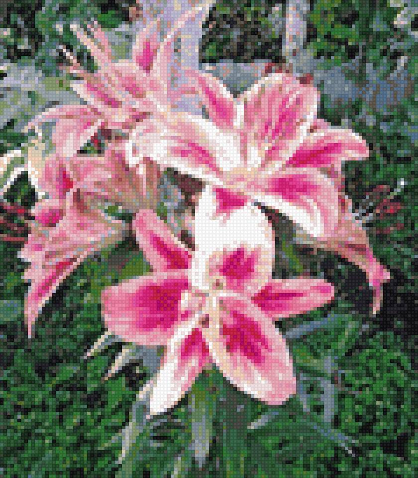 лилии - букеты, цветы, лилии - предпросмотр