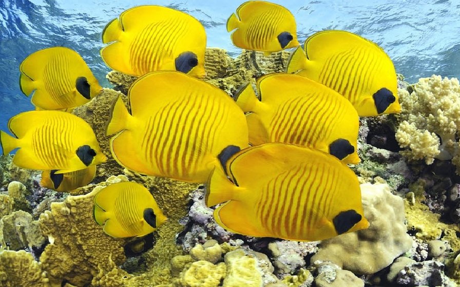 стая рыб-бабочек - рыба - оригинал