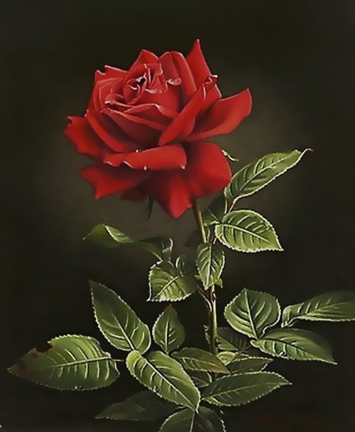 роза - оригинал