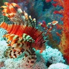 Схема вышивки «Крылатка»