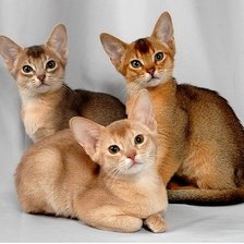 Схема вышивки «Абиссинские кошечки»