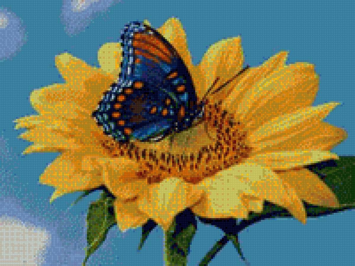 sluncnogled i peperuda - cvetq - предпросмотр