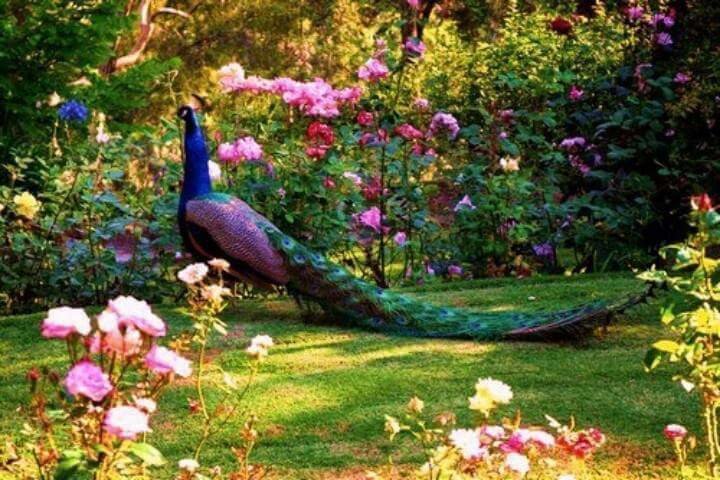 PAUN - pauni - оригинал