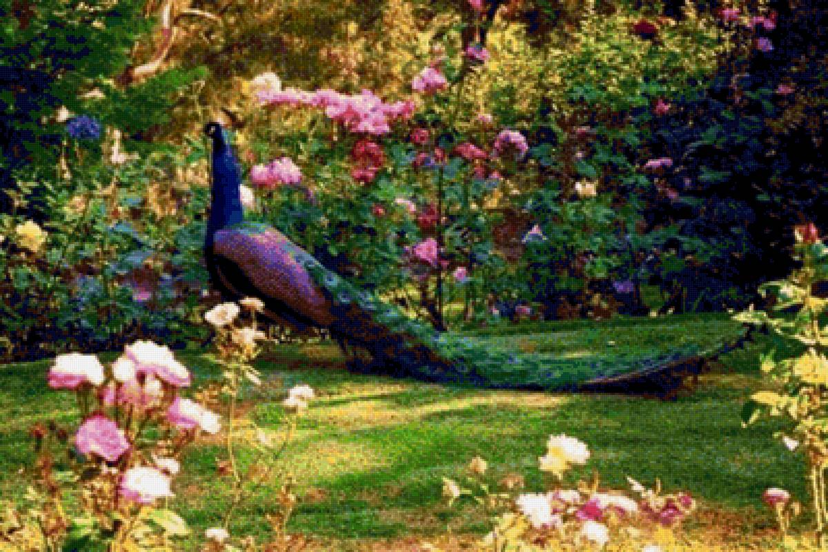 PAUN - pauni - предпросмотр