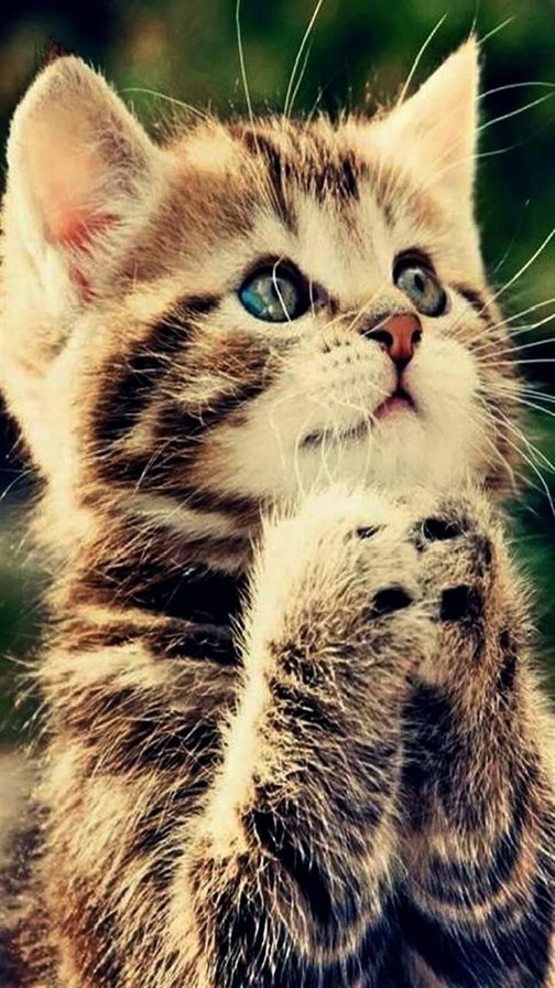 kote - kotki - оригинал