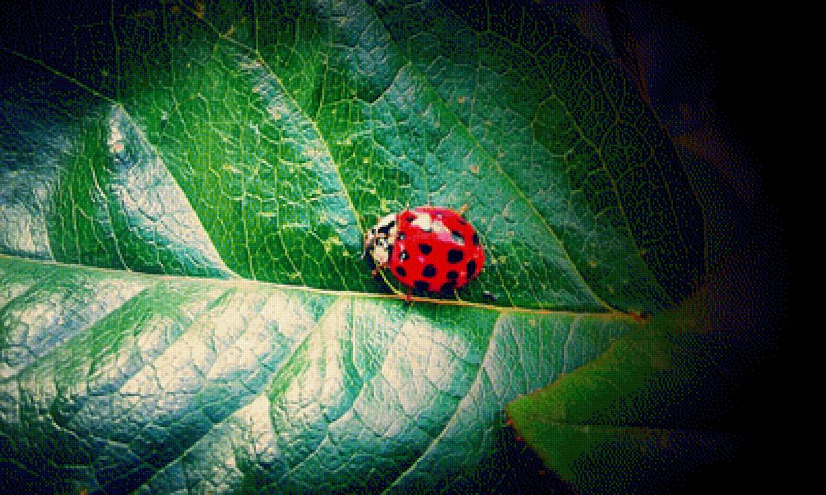 Божья коровка - божья коровка - предпросмотр