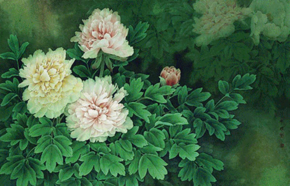 Пионы - картины, пионы, цвета, арты, рисунки - предпросмотр