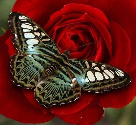 Бабочка на розе - бабочки, цветы - оригинал