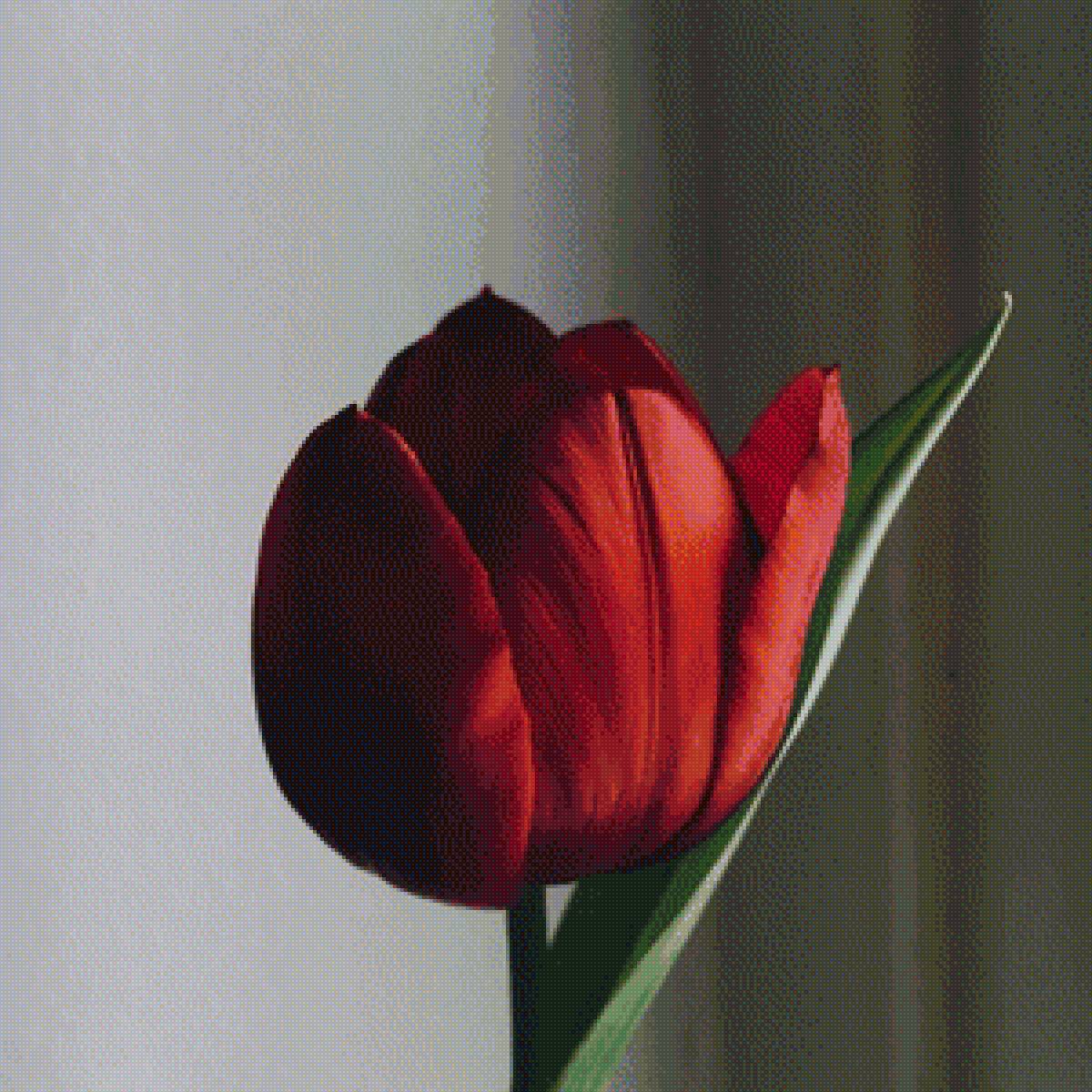 тюльпан - цветок, цветы, тюльпан - предпросмотр