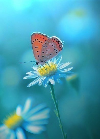 Бабочка на цветке - цветы, бабочка, цветок, ромашка - оригинал