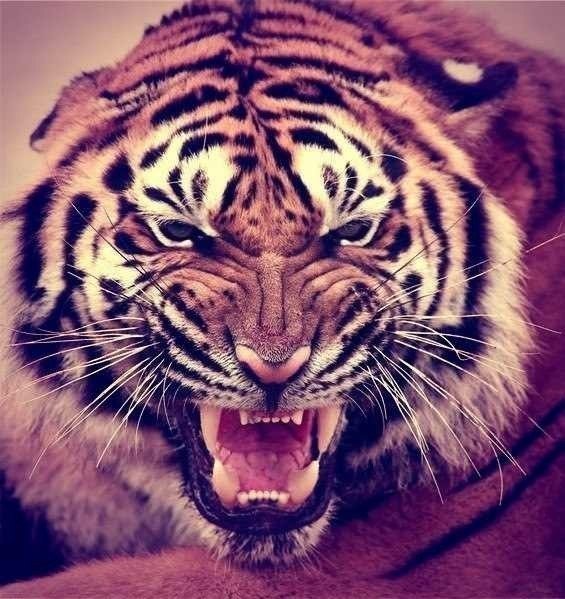 Тигр - тигр, животные - оригинал