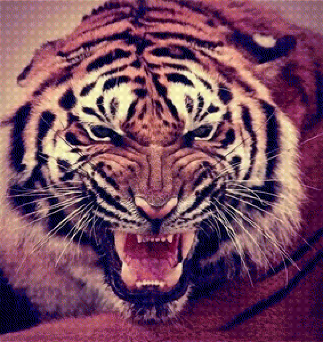 Тигр - тигр, животные - предпросмотр