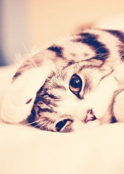 Котик - котик, кот, животные - оригинал