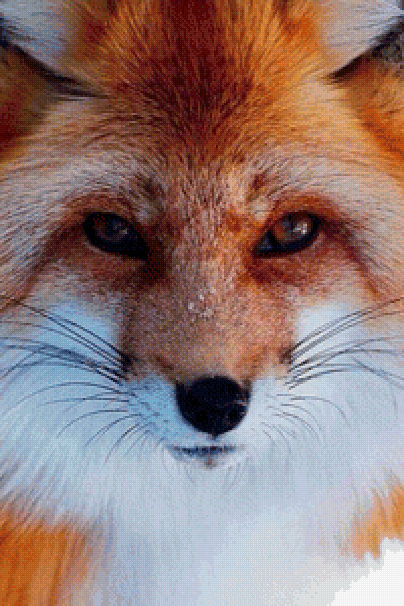 Лисичка - лисичка, лиса, животные - предпросмотр