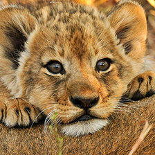 Схема вышивки «№1543834»