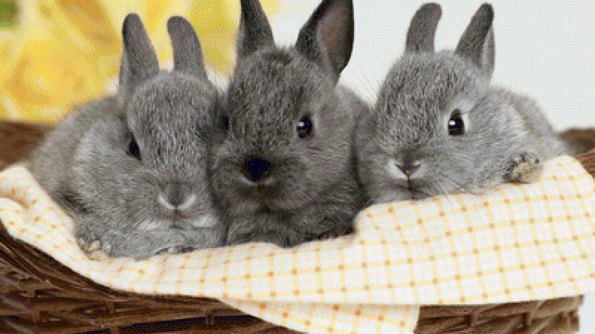 №1543935 - предпросмотр