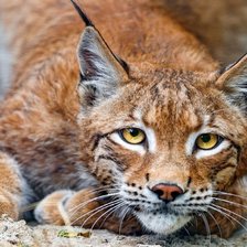 Схема вышивки «№1543936»