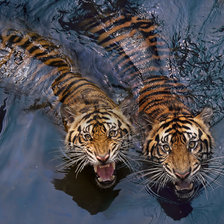 Схема вышивки «№1544017»