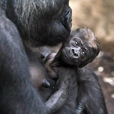 Схема вышивки «№1544021»