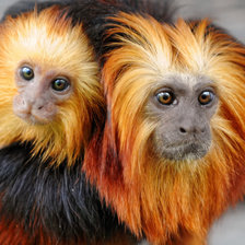 Схема вышивки «№1544025»