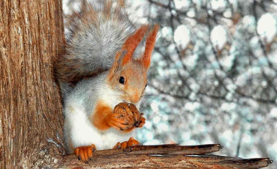 №1544027 - оригинал