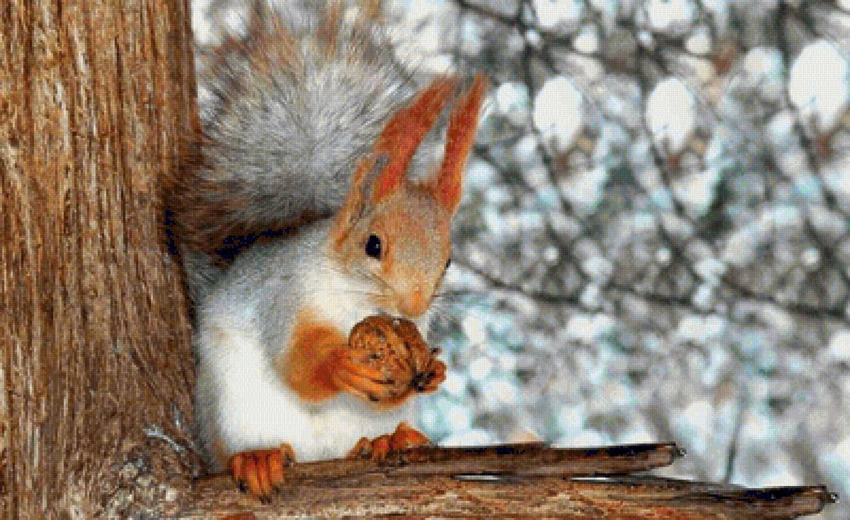 №1544027 - предпросмотр