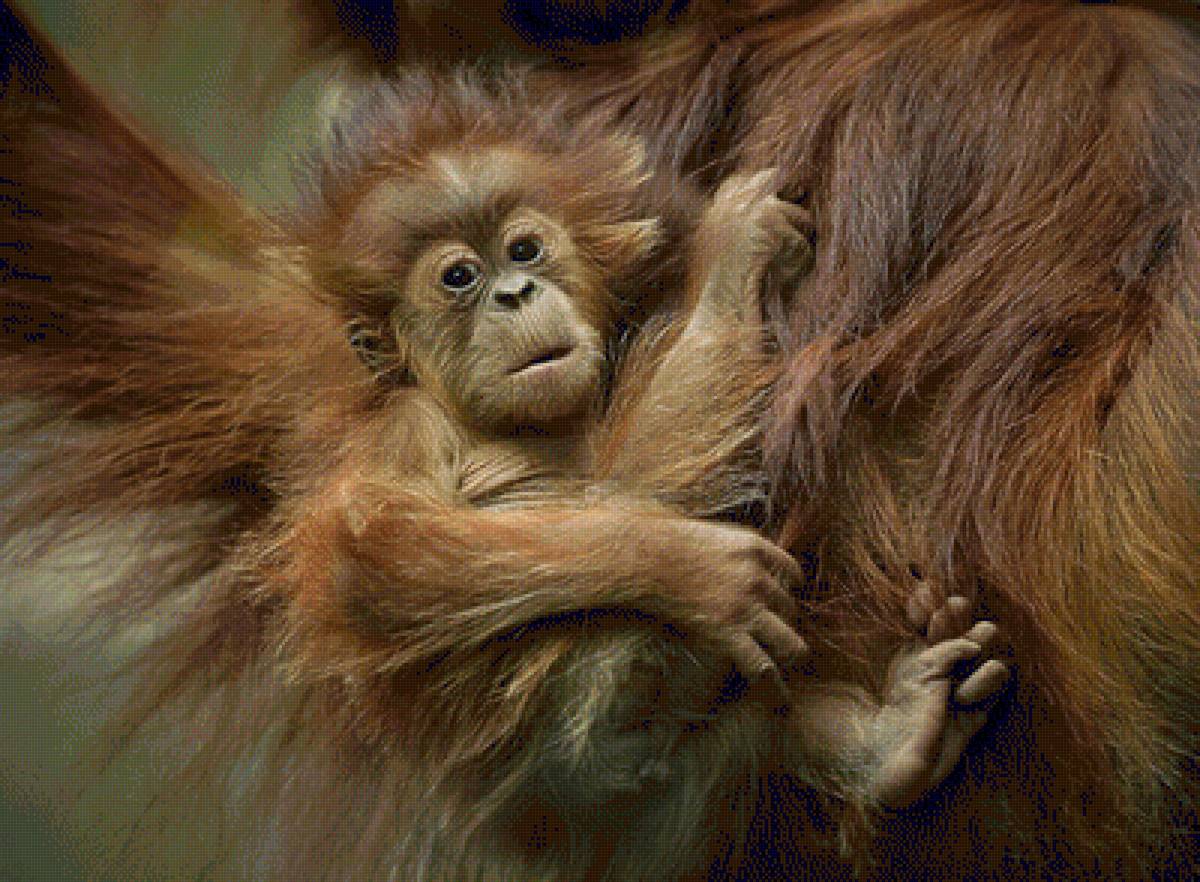 №1544034 - предпросмотр