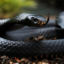 Схема вышивки «№1544037»