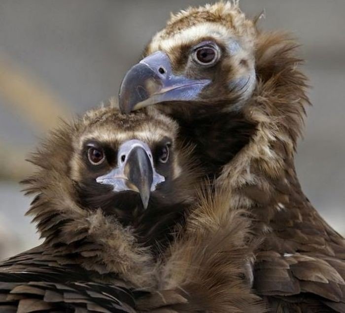 №1544054 - оригинал