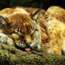 Схема вышивки «№1544056»