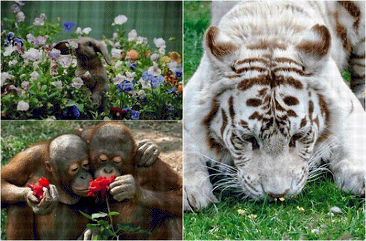 №1544065 - предпросмотр