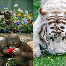 Схема вышивки «№1544065»