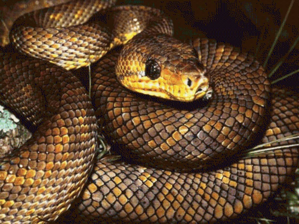 №1544076 - предпросмотр