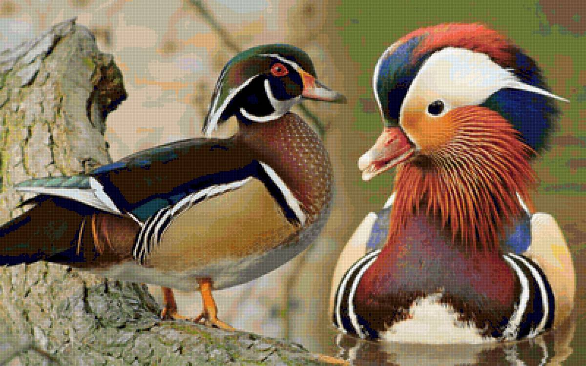 №1544192 - предпросмотр