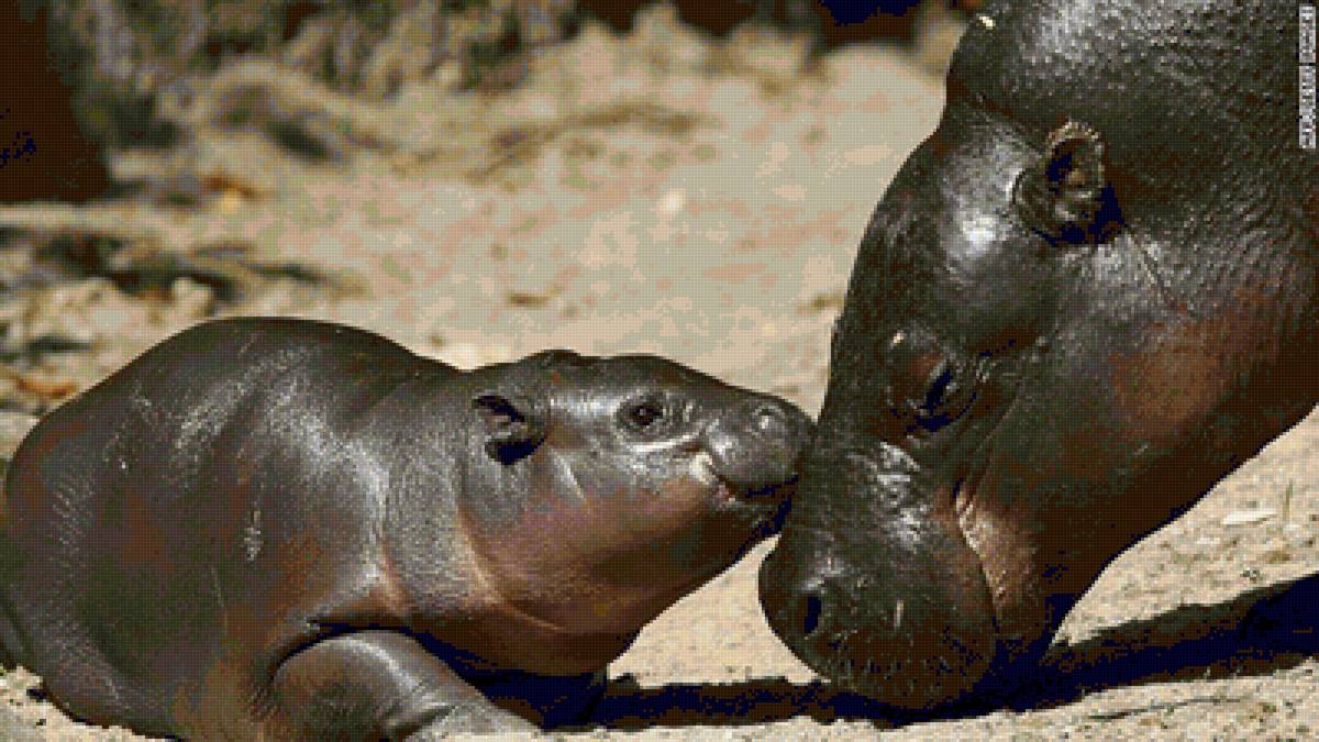 №1544194 - предпросмотр