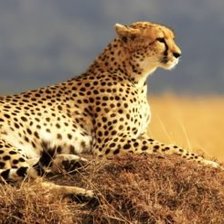 Схема вышивки «№1544202»