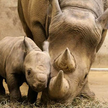 Схема вышивки «№1544204»