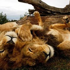 Схема вышивки «№1544244»