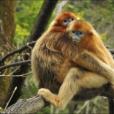 Схема вышивки «№1544575»