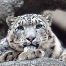 Схема вышивки «№1544594»