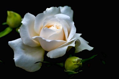 белая роза на черном фоне - белая роза, черный фон - оригинал