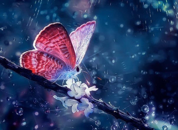 бабочка под дождём - веточка, бабочка, капля, погода, природа, дождь, картина - оригинал