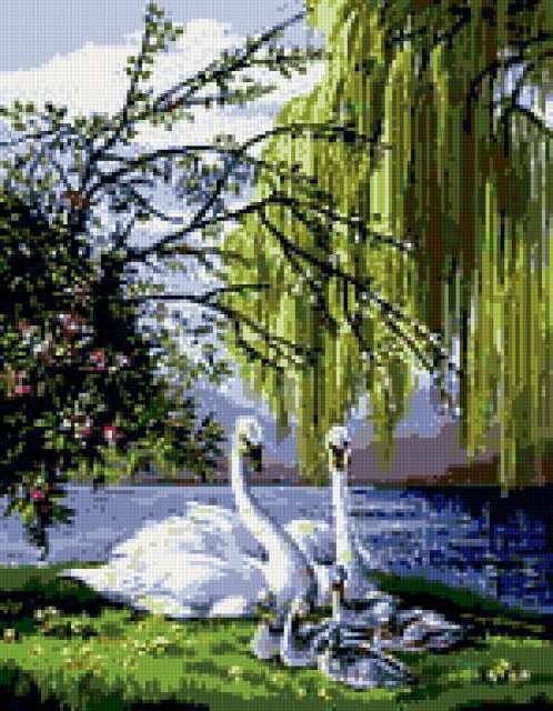 ЛЕБЕДИ - fauna priroda ptici - оригинал