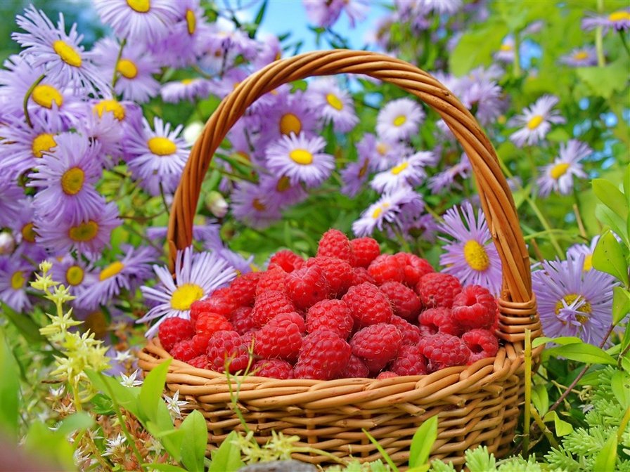 малина - корзина, лето, малина, цветы - оригинал