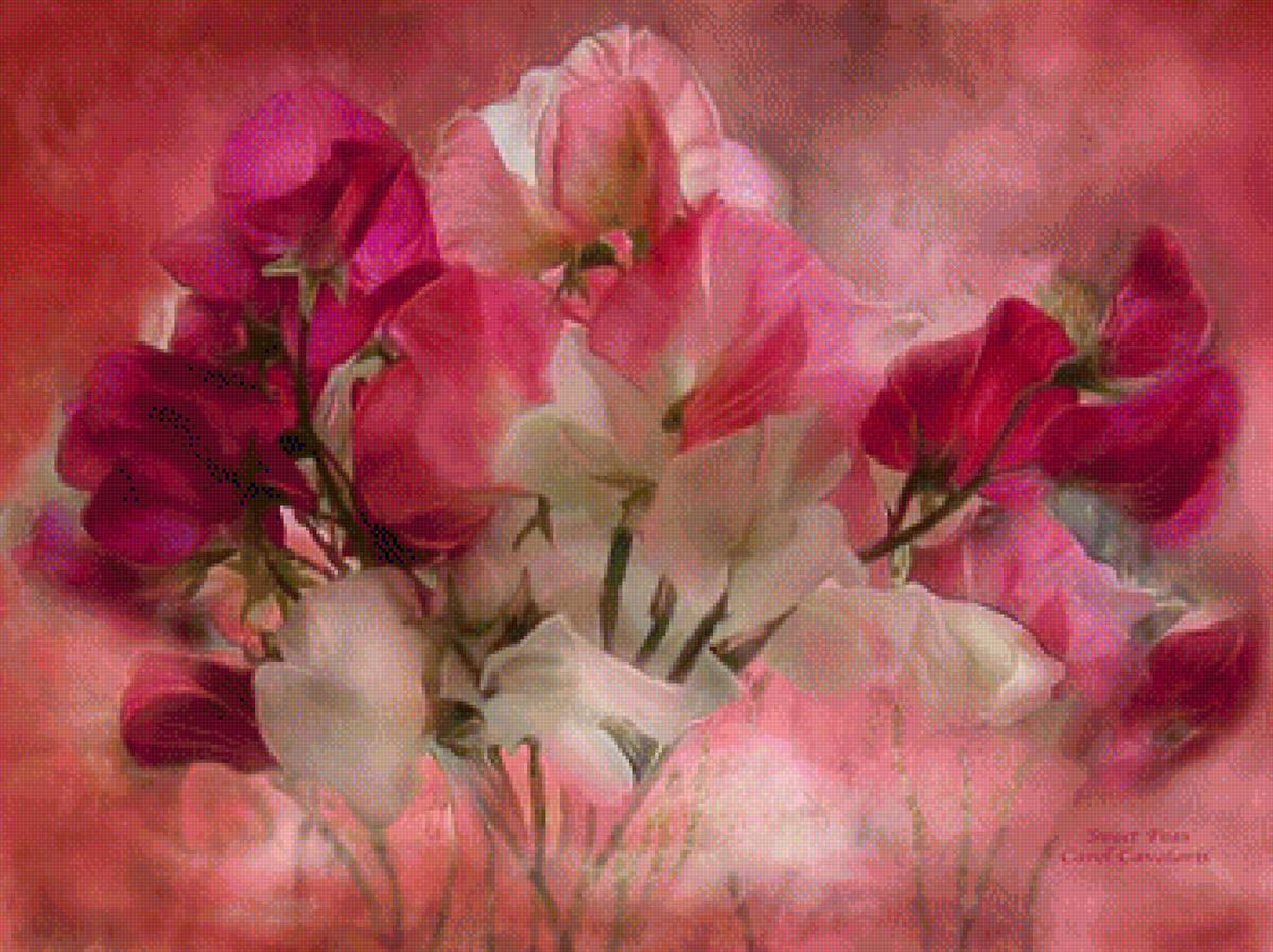 groszek pachnący - предпросмотр