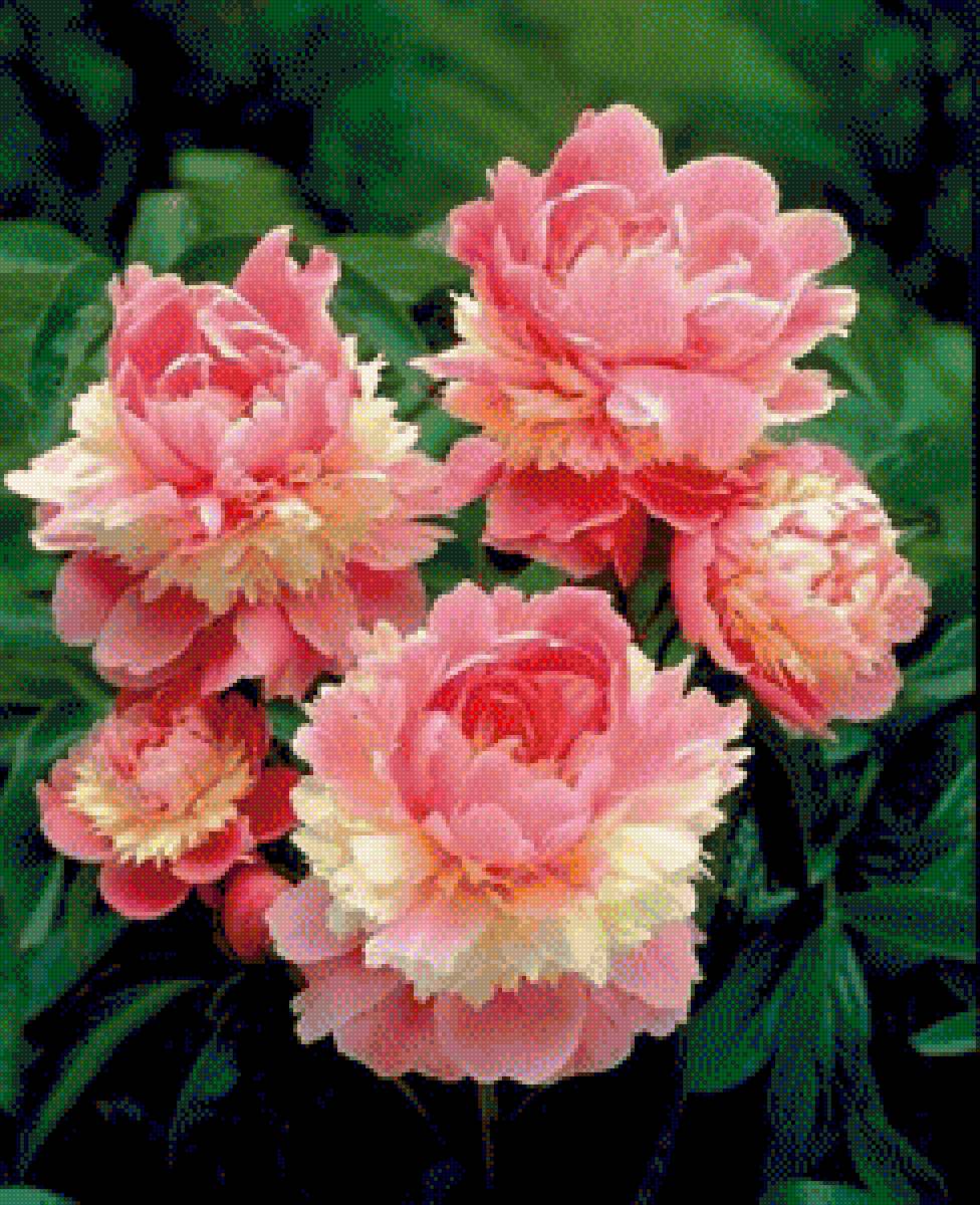 piwonie - предпросмотр