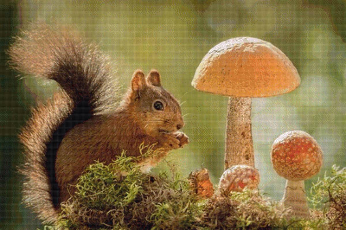 белочка - предпросмотр